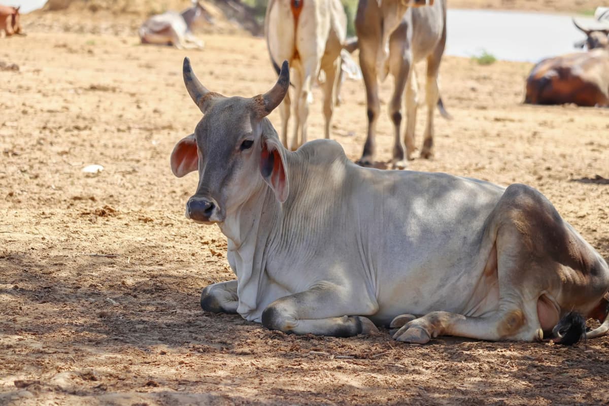 Become A Volunteer For Gau Raksha