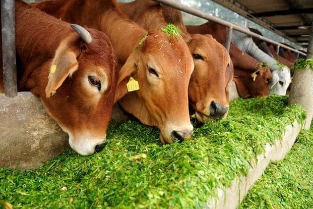 cow food