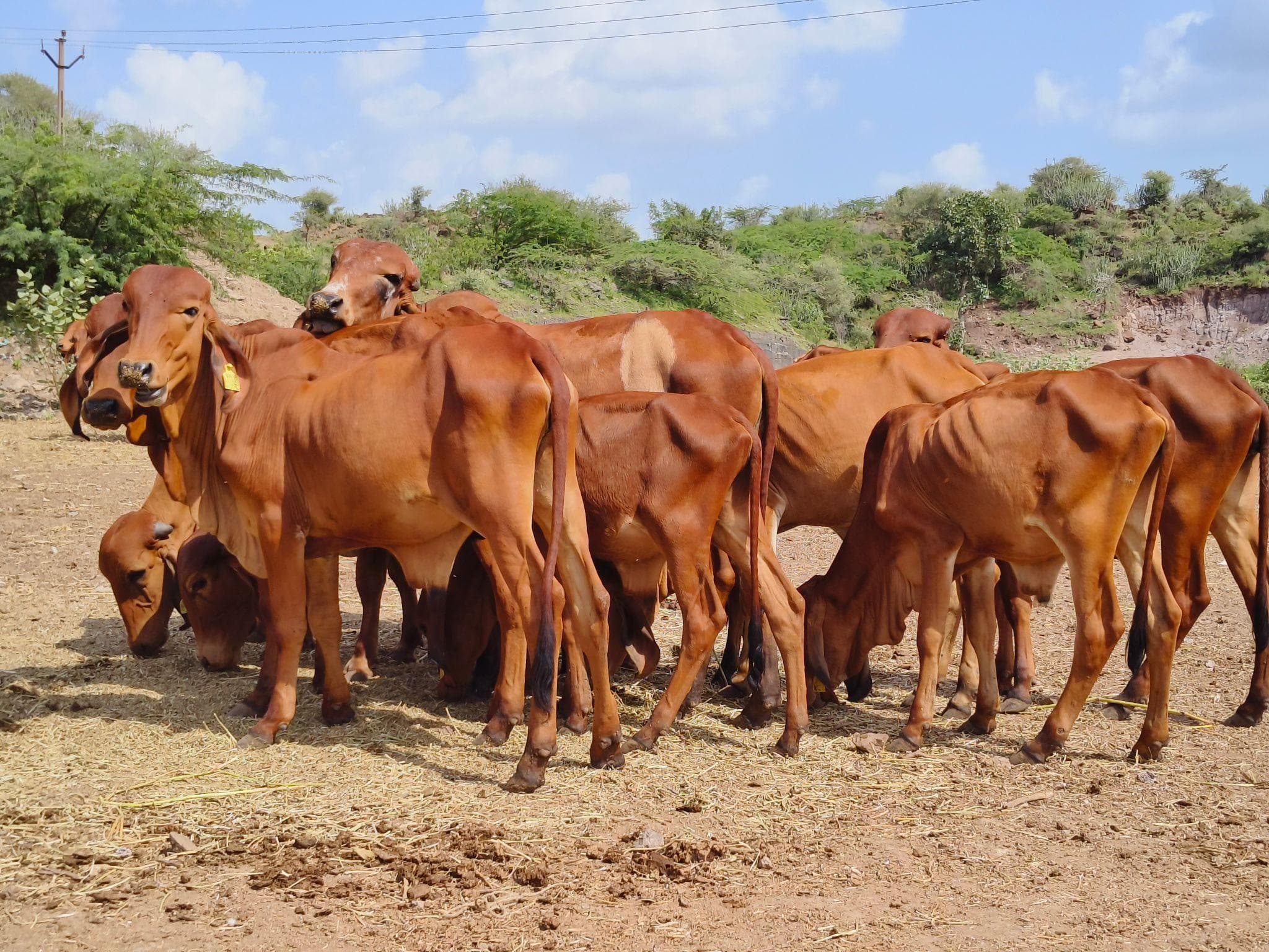 gau seva